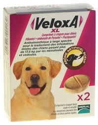 Veloxa chien XL 2cp (LILLY)
