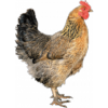 adhésif poule cuivrée 100cm