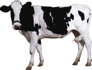 adhésif vache holstein 50cm